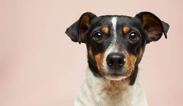 Kodėl svarbu žinoti, kuo šeriate savo gyvūnus?