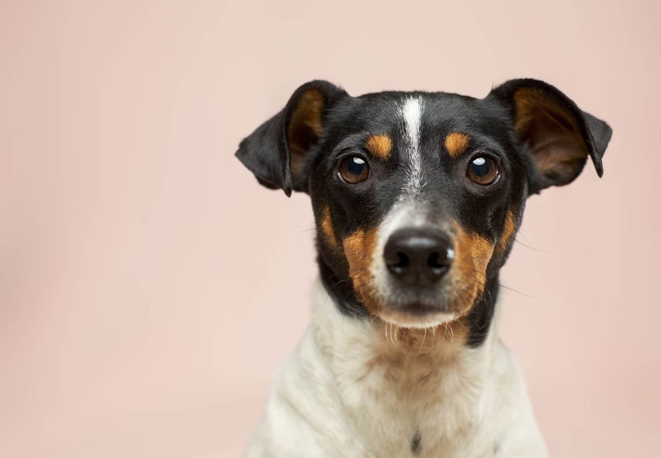 Kodėl svarbu žinoti, kuo šeriate savo gyvūnus?